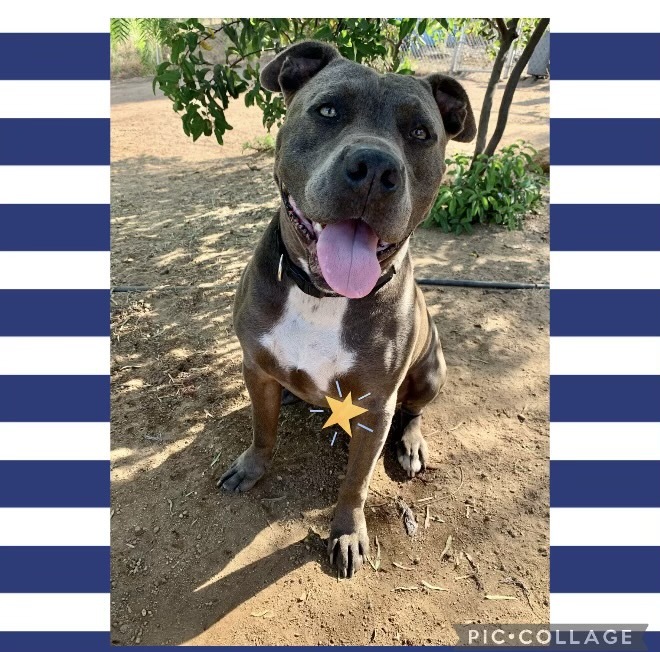 Bruno