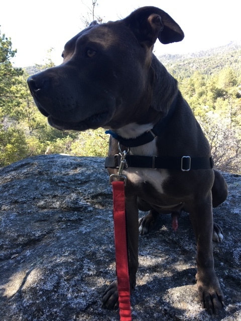 Bruno, a Adoptable Pit Bull Terrier in Superior, MT image 5/12