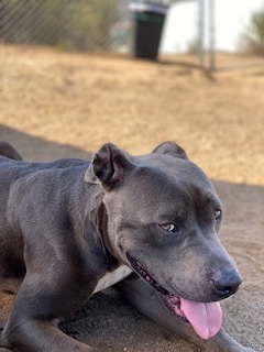 Bruno, a Adoptable Pit Bull Terrier in Superior, MT image 6/12