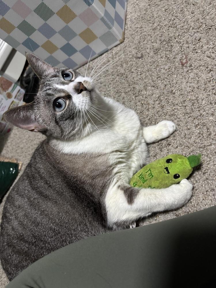 Missy, Adoptable, Senior Female Siamese & Domestic Short Hair.