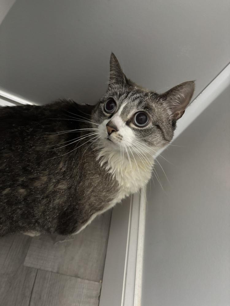 Missy, a Adoptable mixed breed in Virginia Beach, VA image 2/6