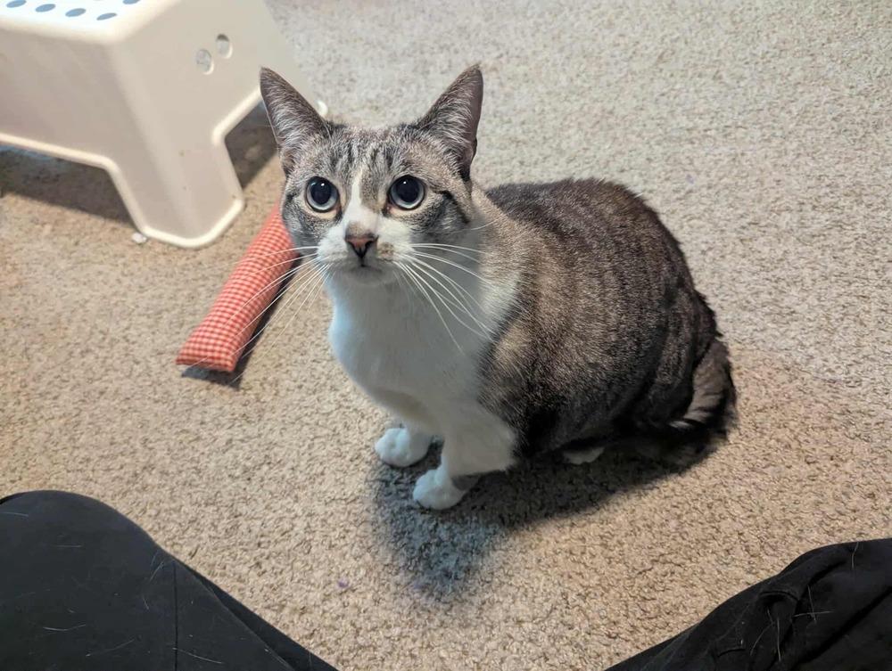 Missy, a Adoptable mixed breed in Virginia Beach, VA image 3/6