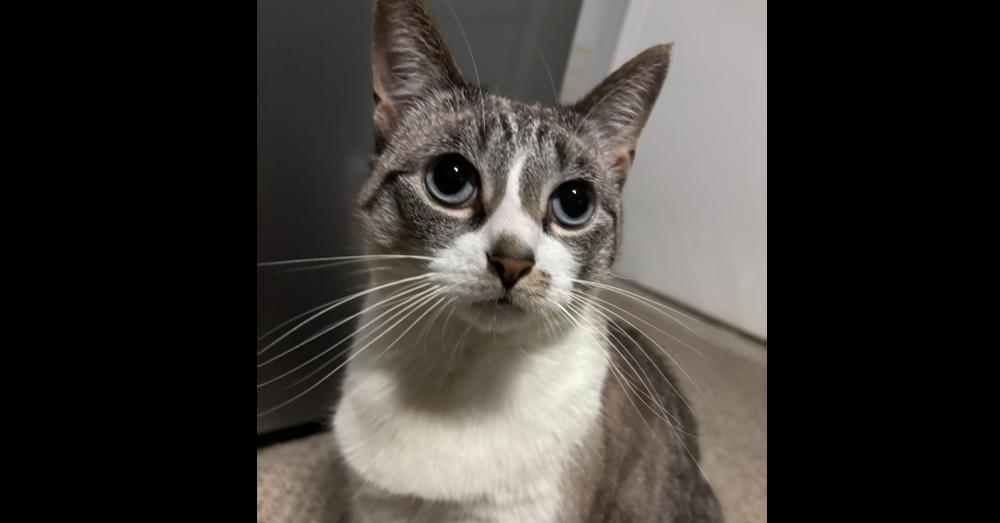 Missy, a Adoptable mixed breed in Virginia Beach, VA image 4/6