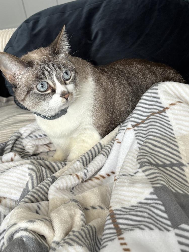 Missy, a Adoptable mixed breed in Virginia Beach, VA image 5/6