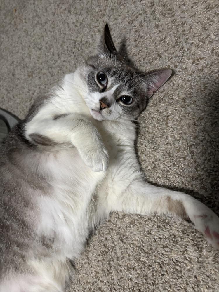 Missy, a Adoptable mixed breed in Virginia Beach, VA image 6/6