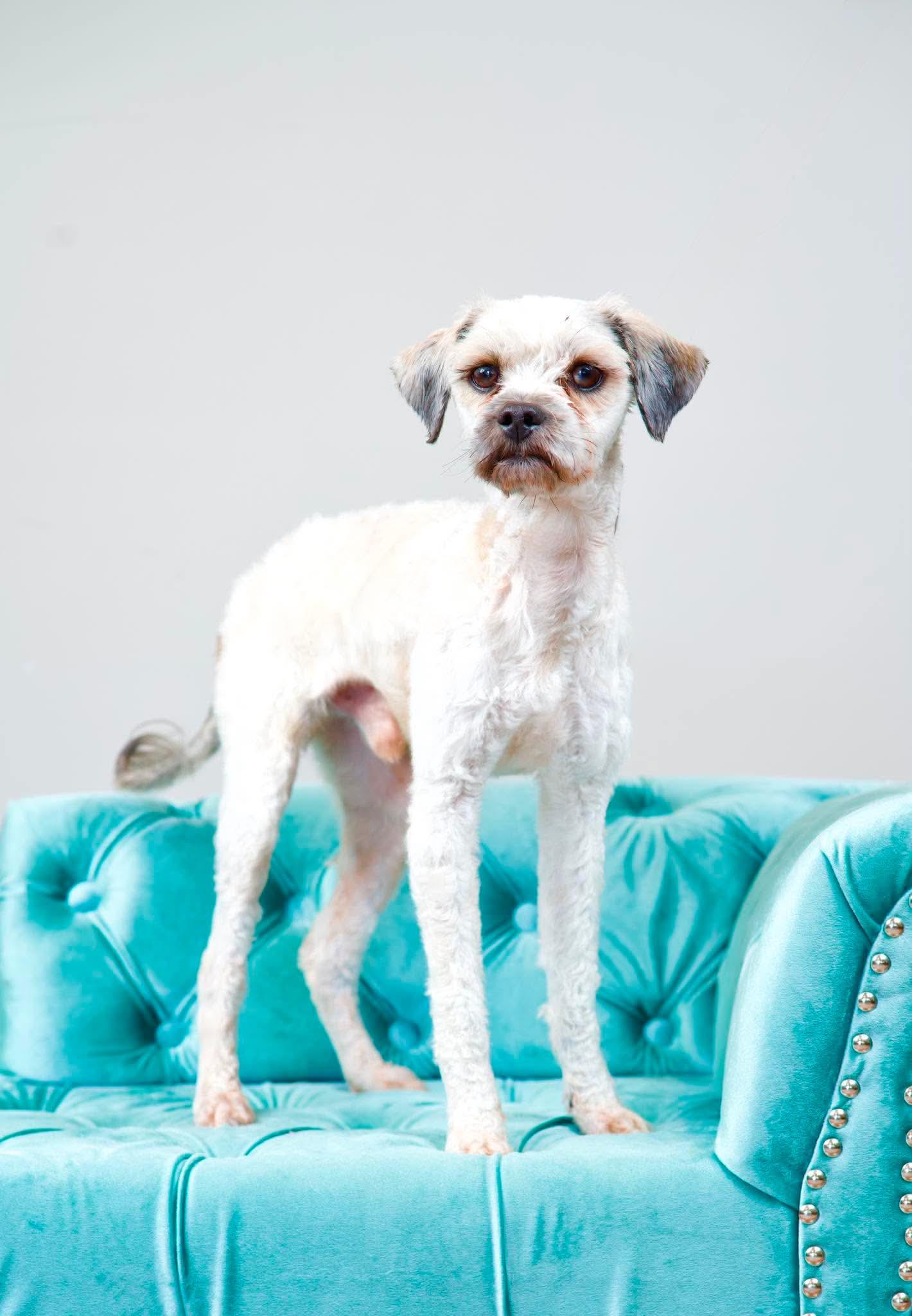Marshall, ADOPTABLE, Young Male Miniature Poodle.
