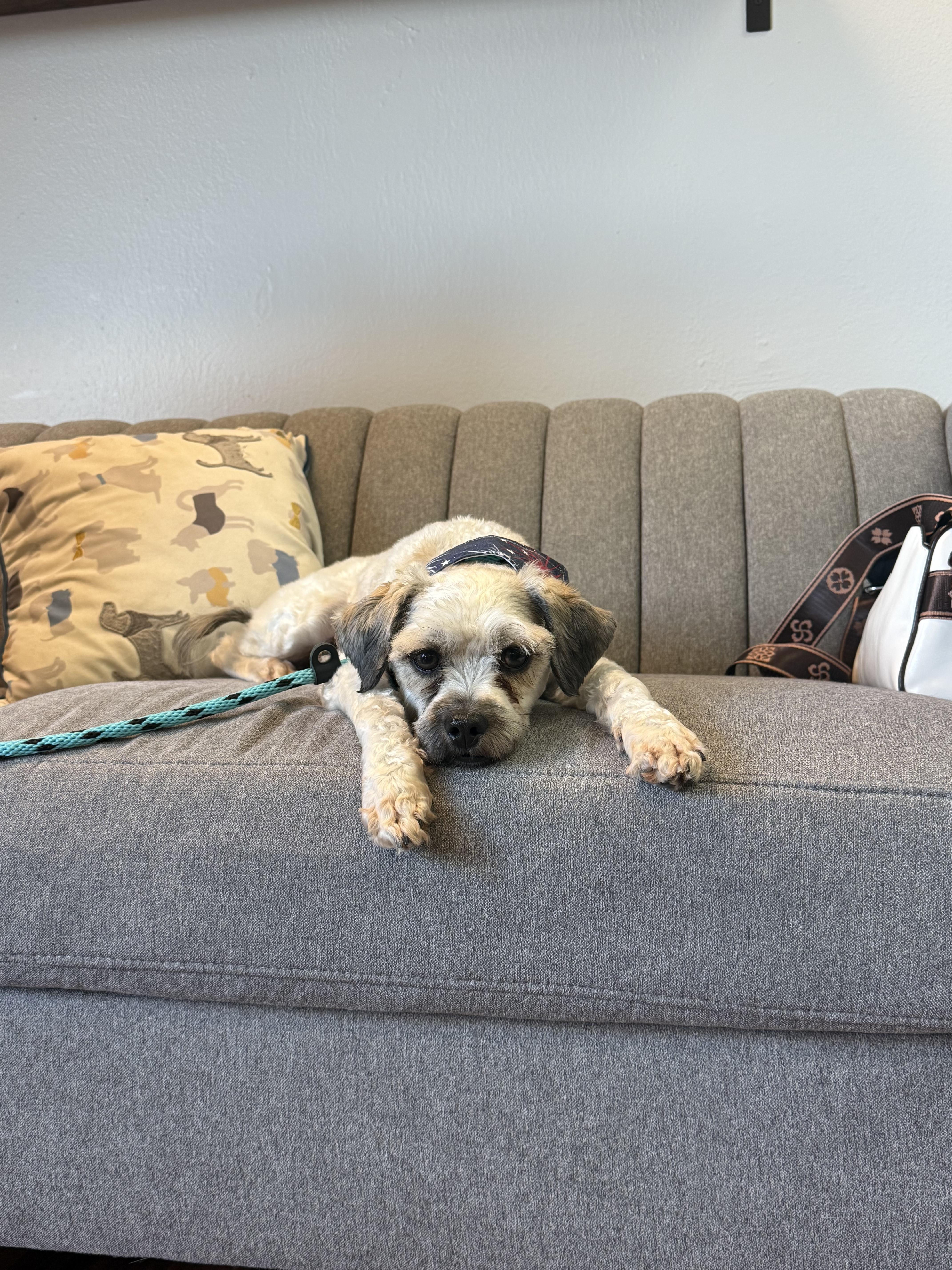 Marshall, a ADOPTABLE mixed breed in Green Bay, WI image 3/4