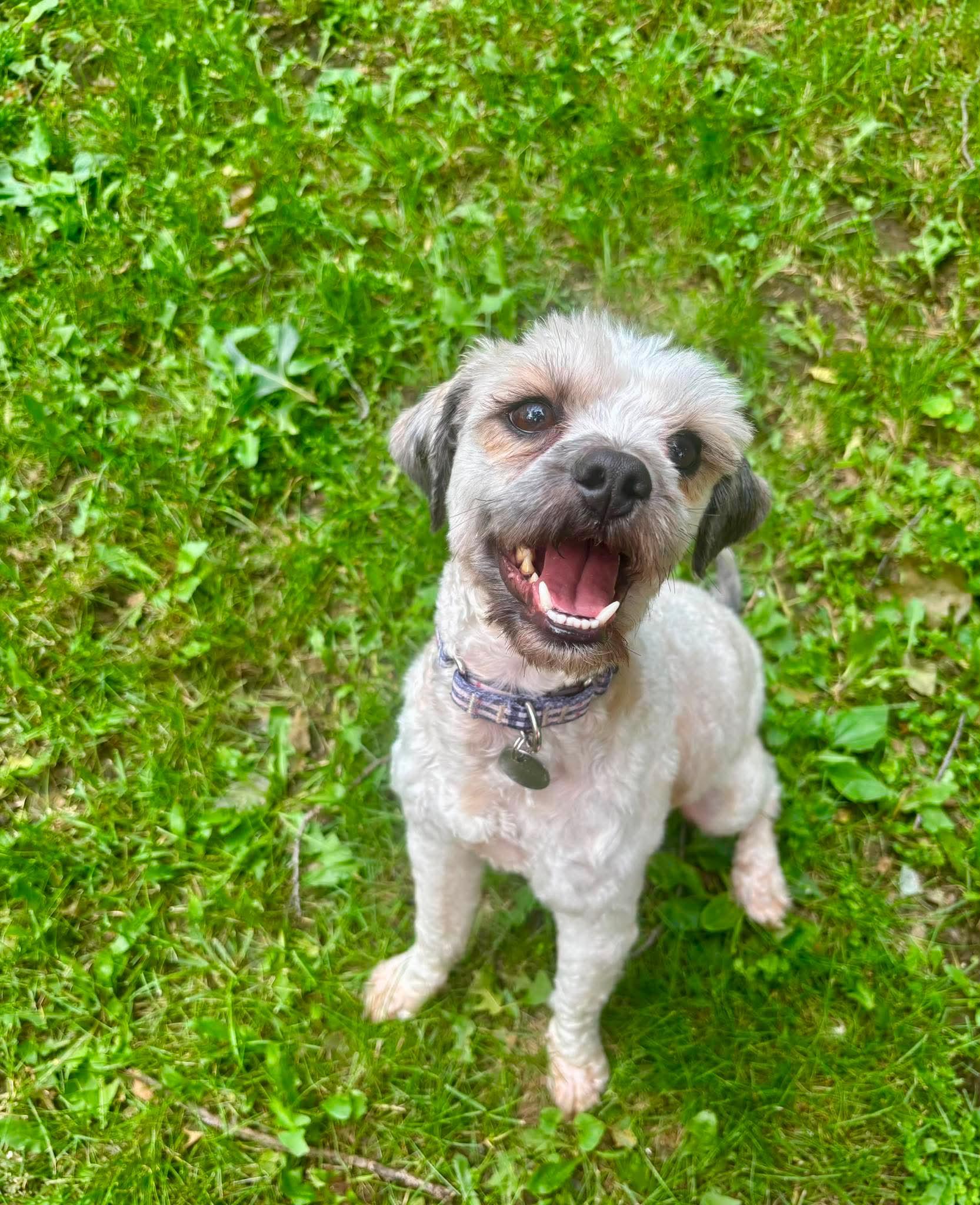 Marshall, a ADOPTABLE mixed breed in Green Bay, WI image 4/4