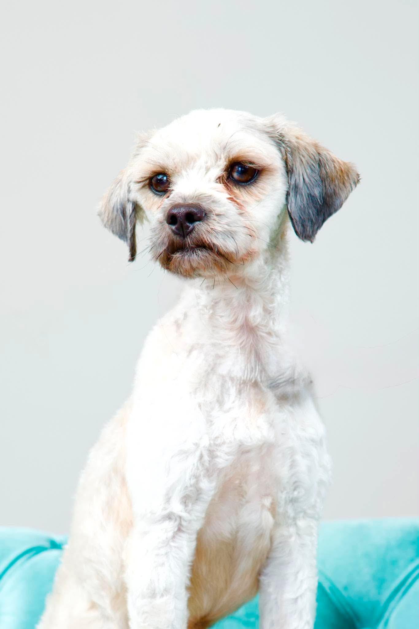 Marshall, a ADOPTABLE mixed breed in Green Bay, WI image 2/4