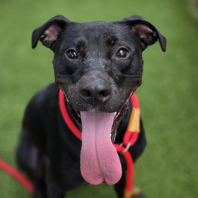 LIZZY, Adoptable, Adult Female Mixed Breed.