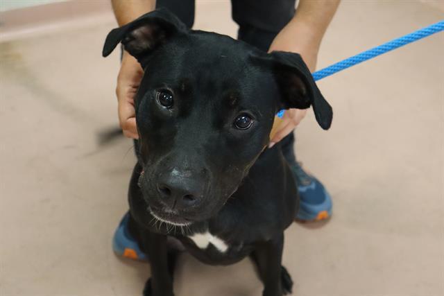 LIZZY, Adoptable, Adult Female Mixed Breed.