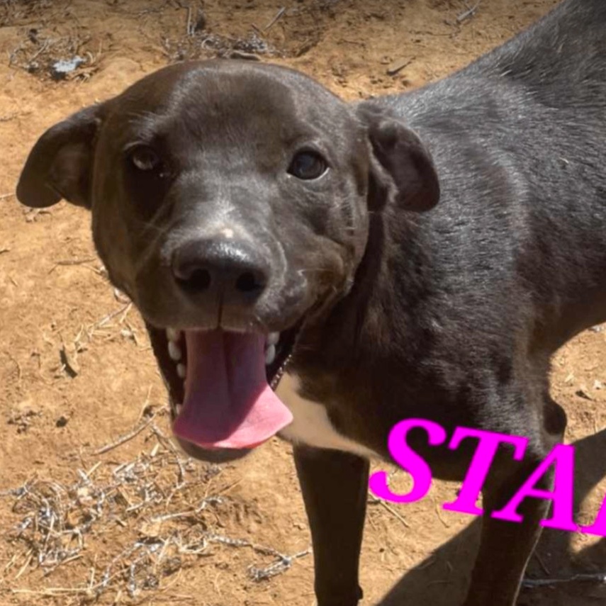 Enlarge Star Radiant - Needs Summer Lovin!, a Adoptable Black Labrador Retriever in Woburn, MA image 2/5