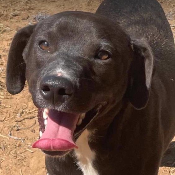 Star Radiant - Needs Summer Lovin!, Adoptable, Adult Female Black Labrador Retriever.
