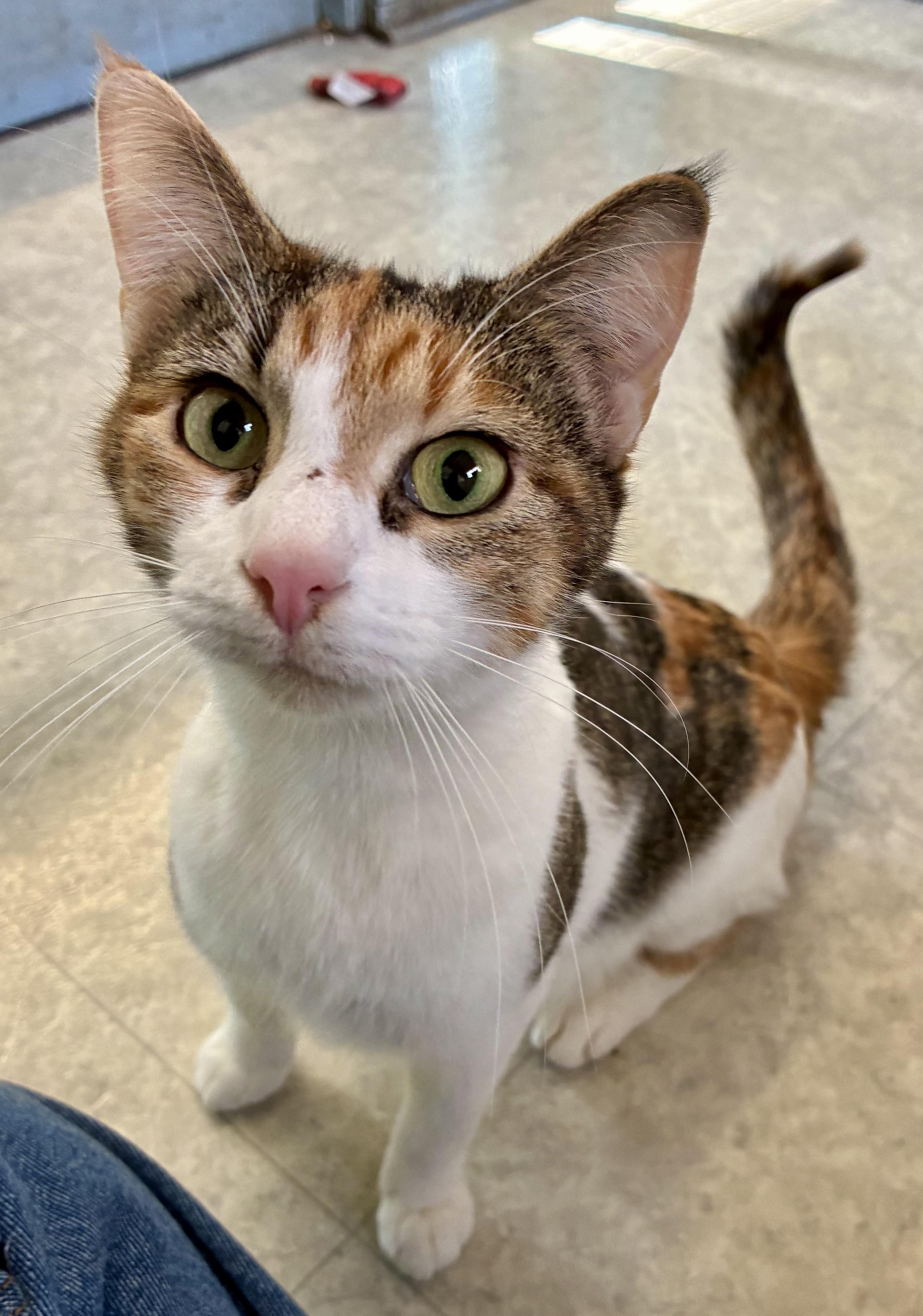 LUCILLE, a ADOPTABLE Domestic Short Hair in Louisa, KY image 4/5