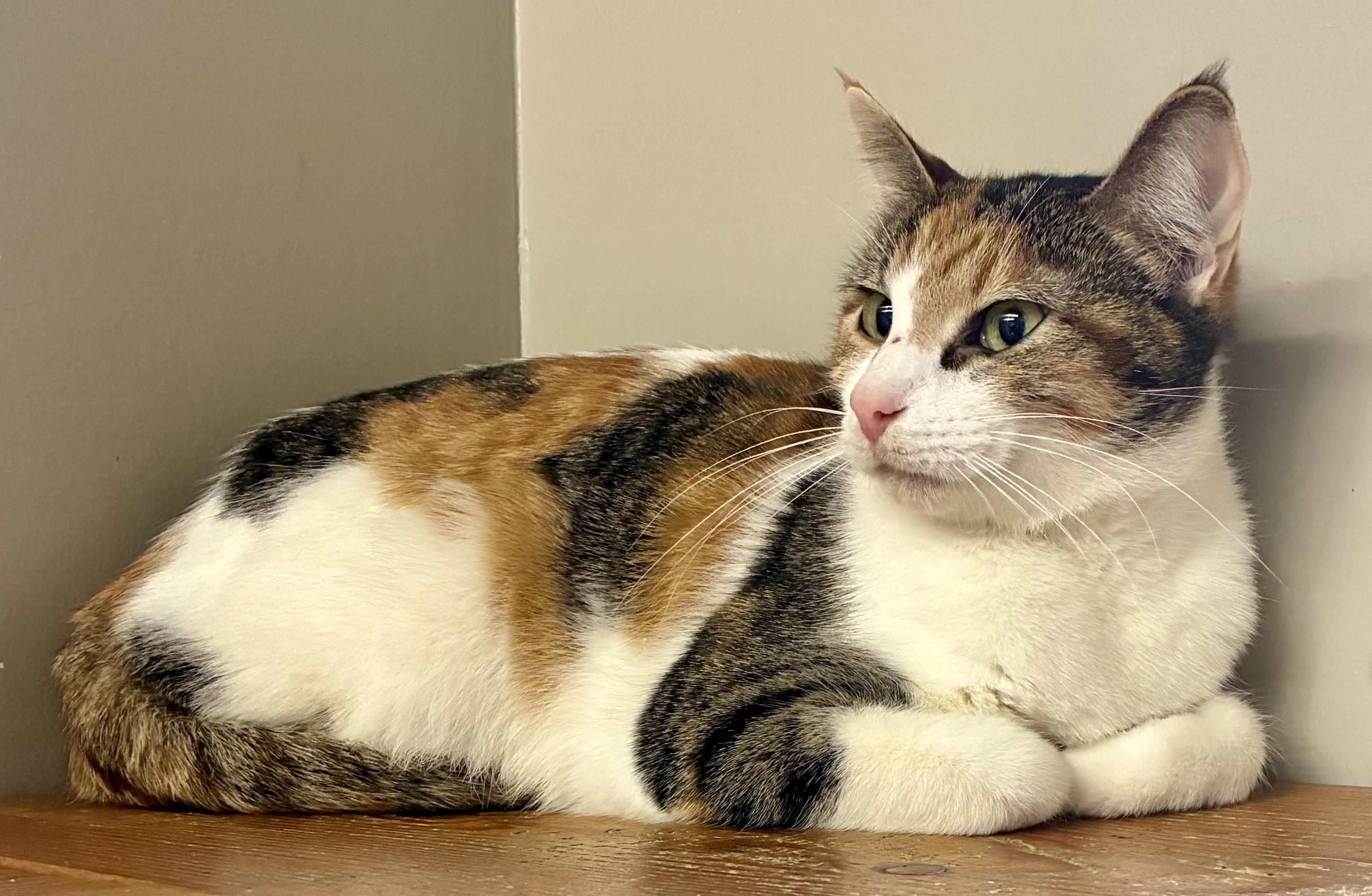 LUCILLE, a ADOPTABLE Domestic Short Hair in Louisa, KY image 3/5