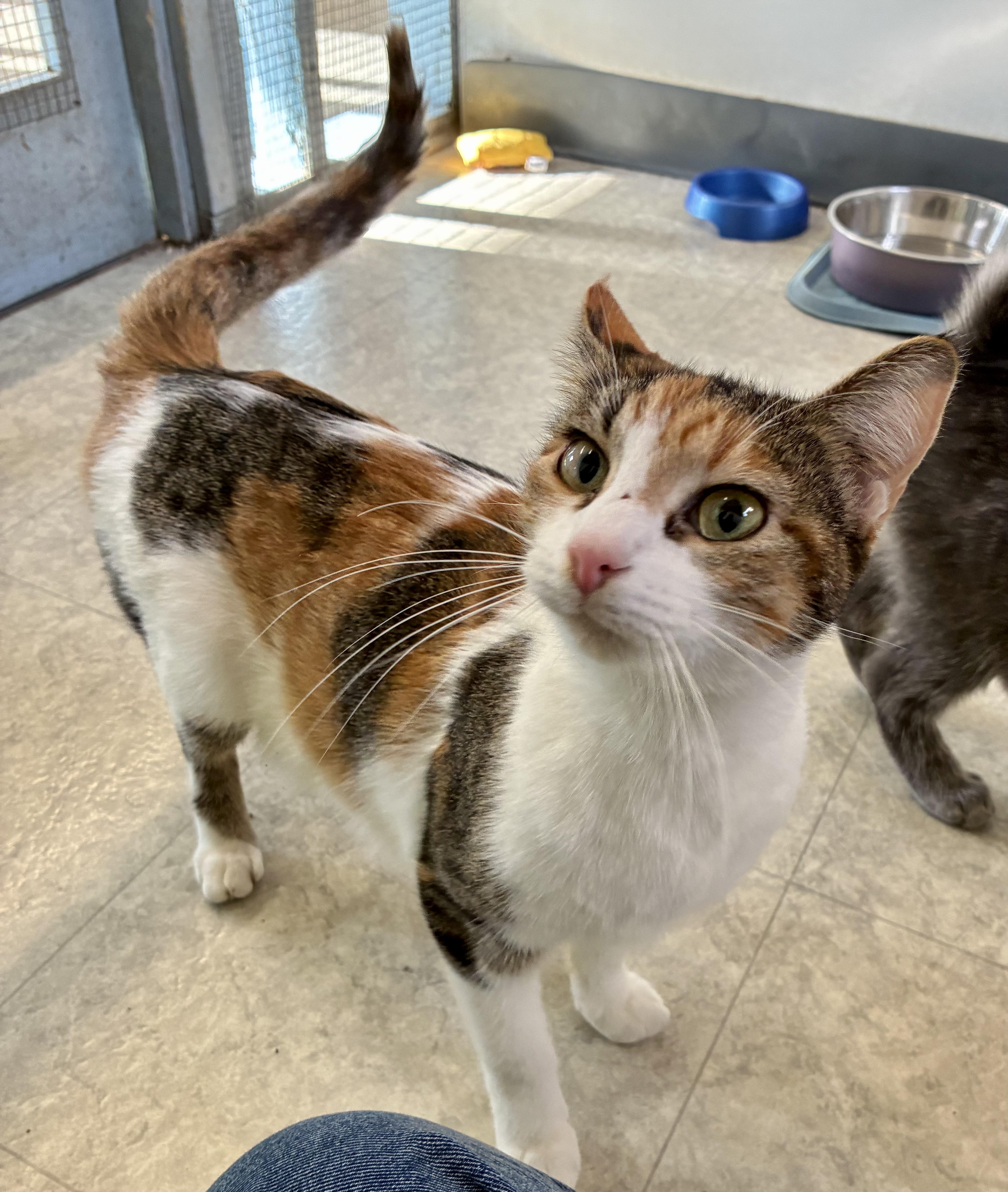 LUCILLE, a ADOPTABLE Domestic Short Hair in Louisa, KY image 1/5