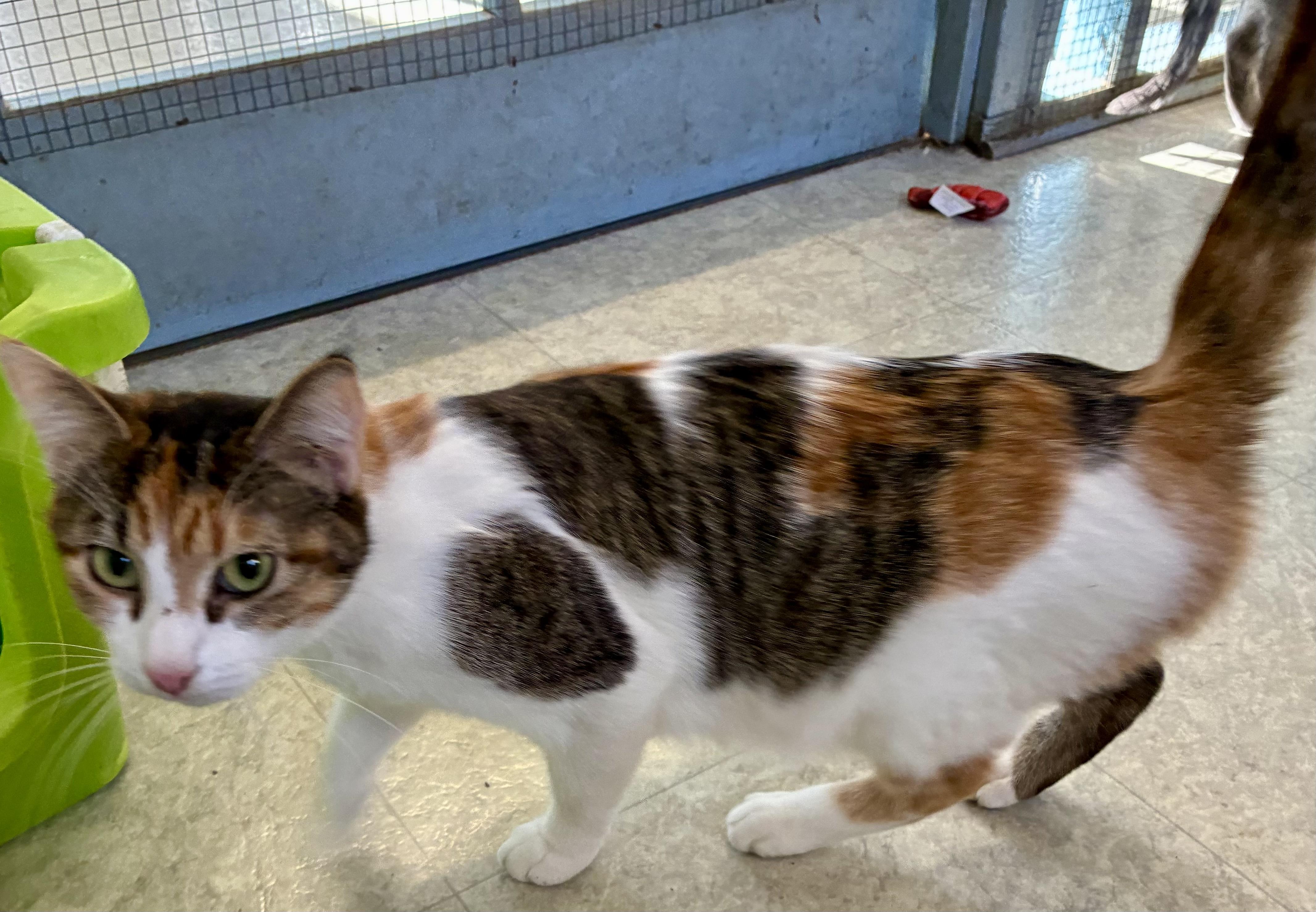 LUCILLE, a ADOPTABLE Domestic Short Hair in Louisa, KY image 2/5