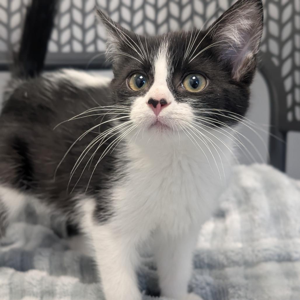 Glinda, a Adoptable Domestic Short Hair in Watertown, NY image 1/2