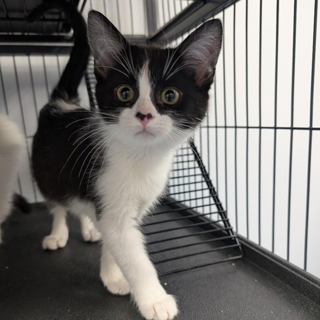 Glinda, a Adoptable Domestic Short Hair in Watertown, NY image 2/2