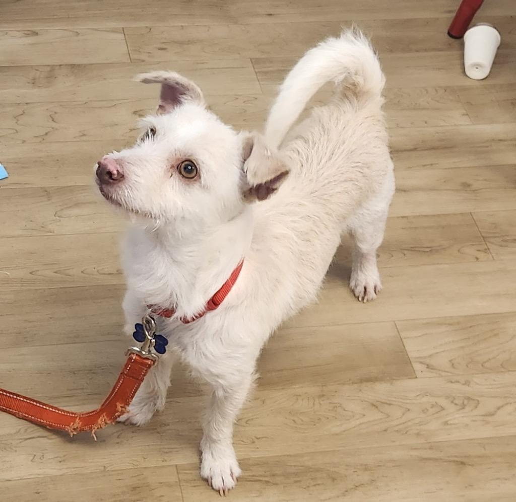 25Salsa, ADOPTABLE, Adult Male Terrier.