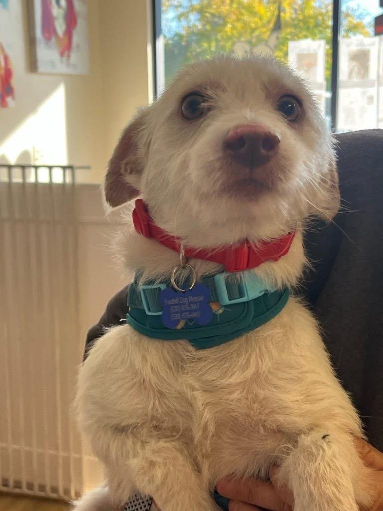 Enlarge 25Salsa, a ADOPTABLE mixed breed in Shingle Springs, CA image 2/2