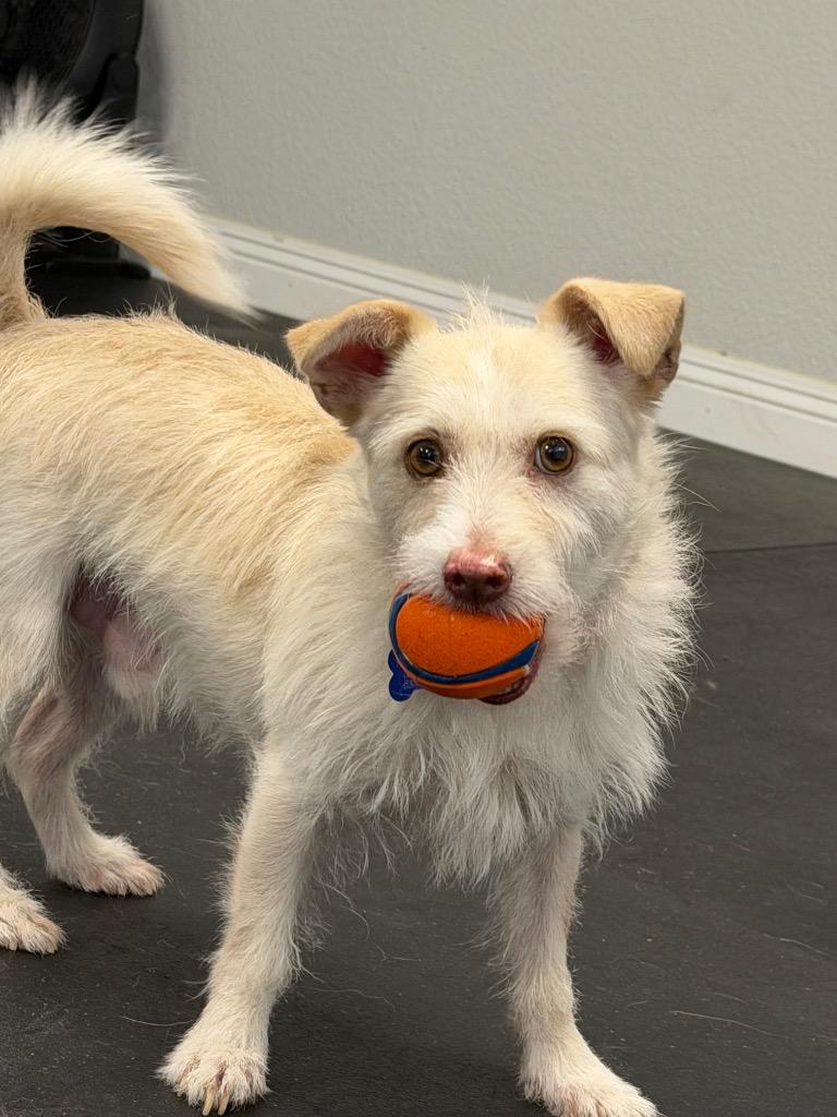 Enlarge 25Salsa, a ADOPTABLE mixed breed in Shingle Springs, CA image 1/4