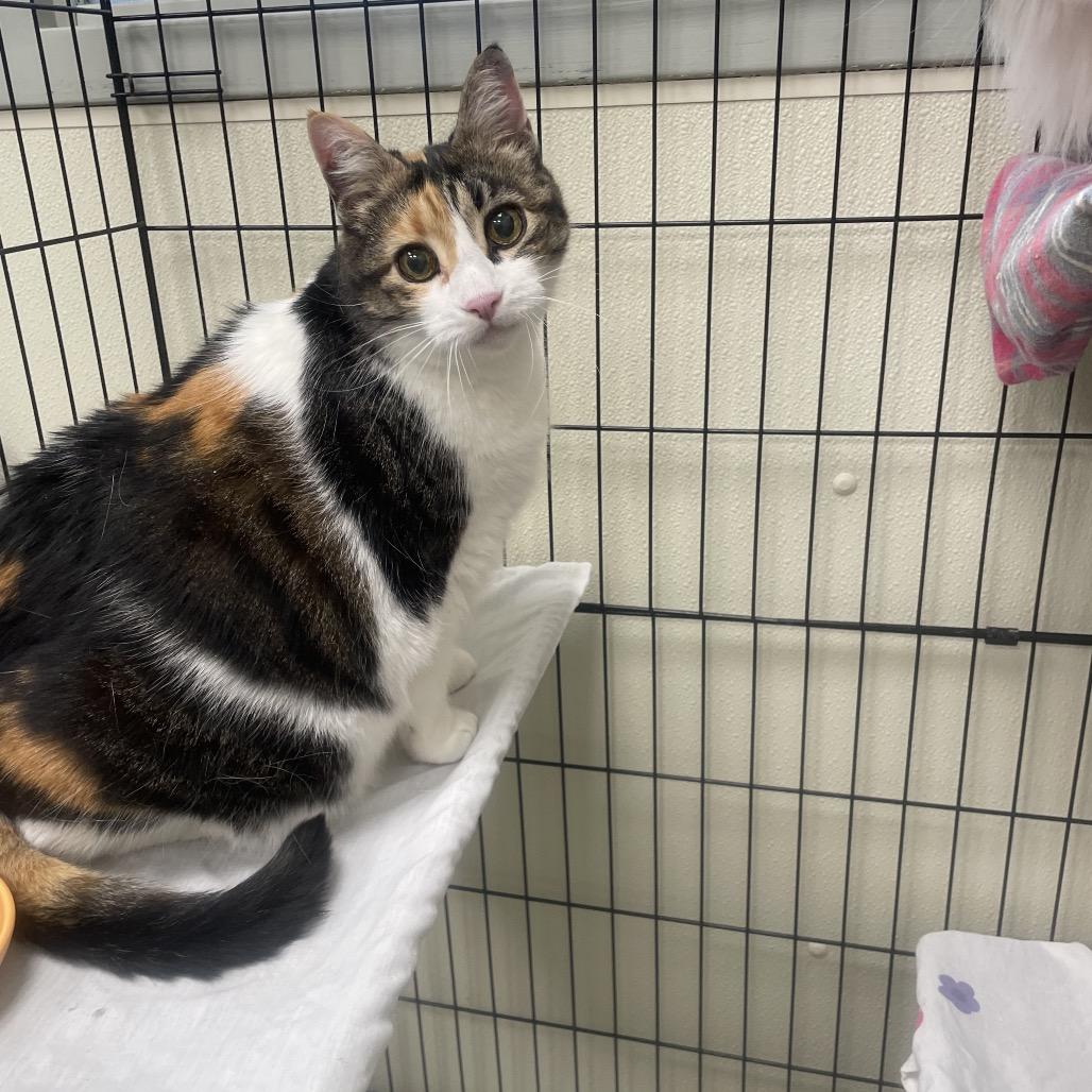 Purr Purr, Adoptable, Senior Female Domestic Short Hair.