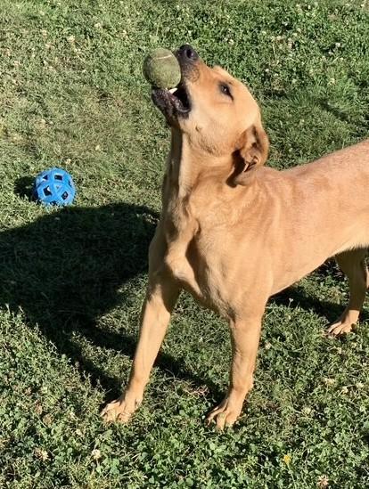 Sayde, ADOPTABLE, Adult Female Rhodesian Ridgeback & Labrador Retriever.