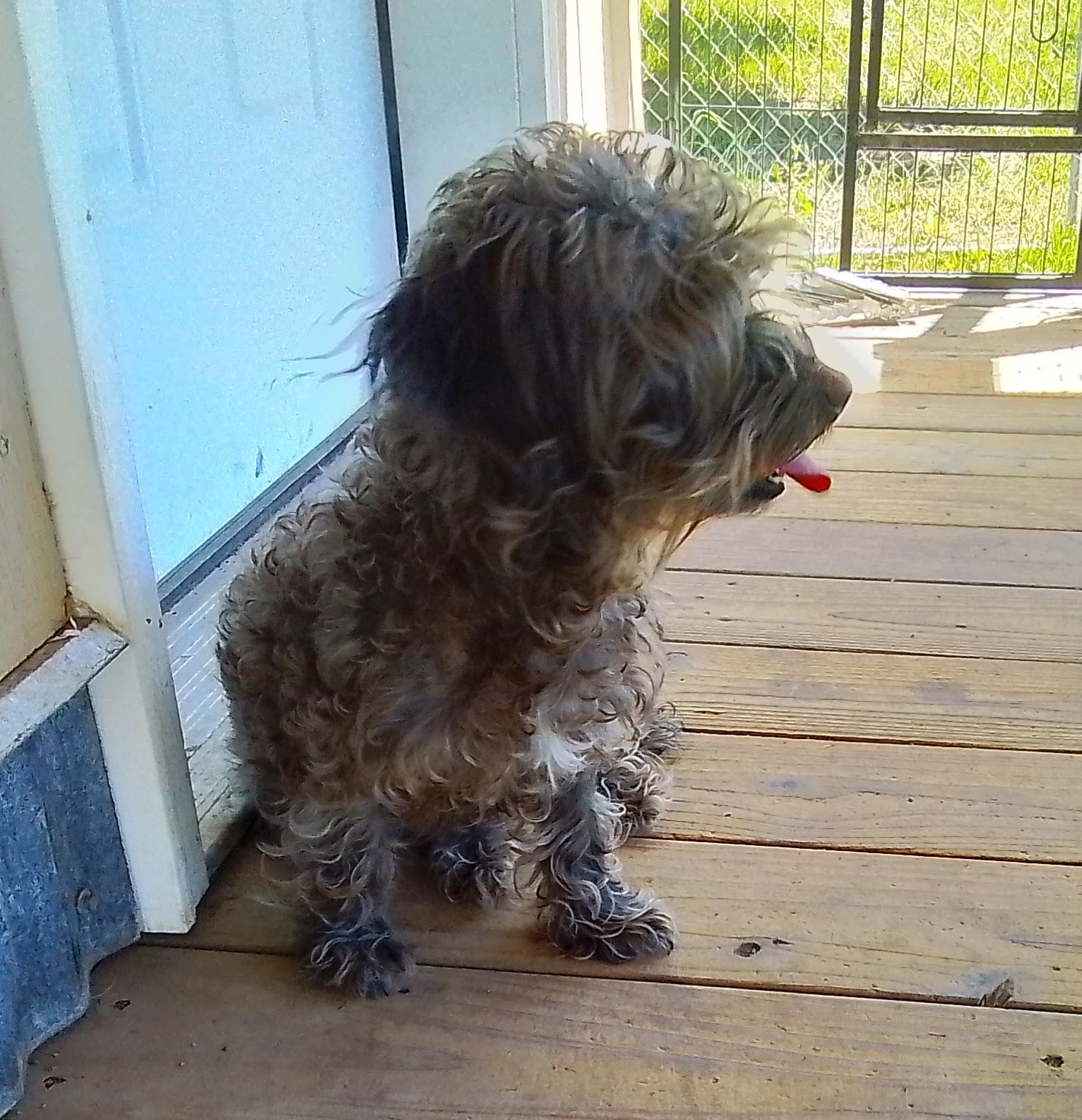 Ashley, a Adoptable mixed breed in Marysville, WA image 3/3