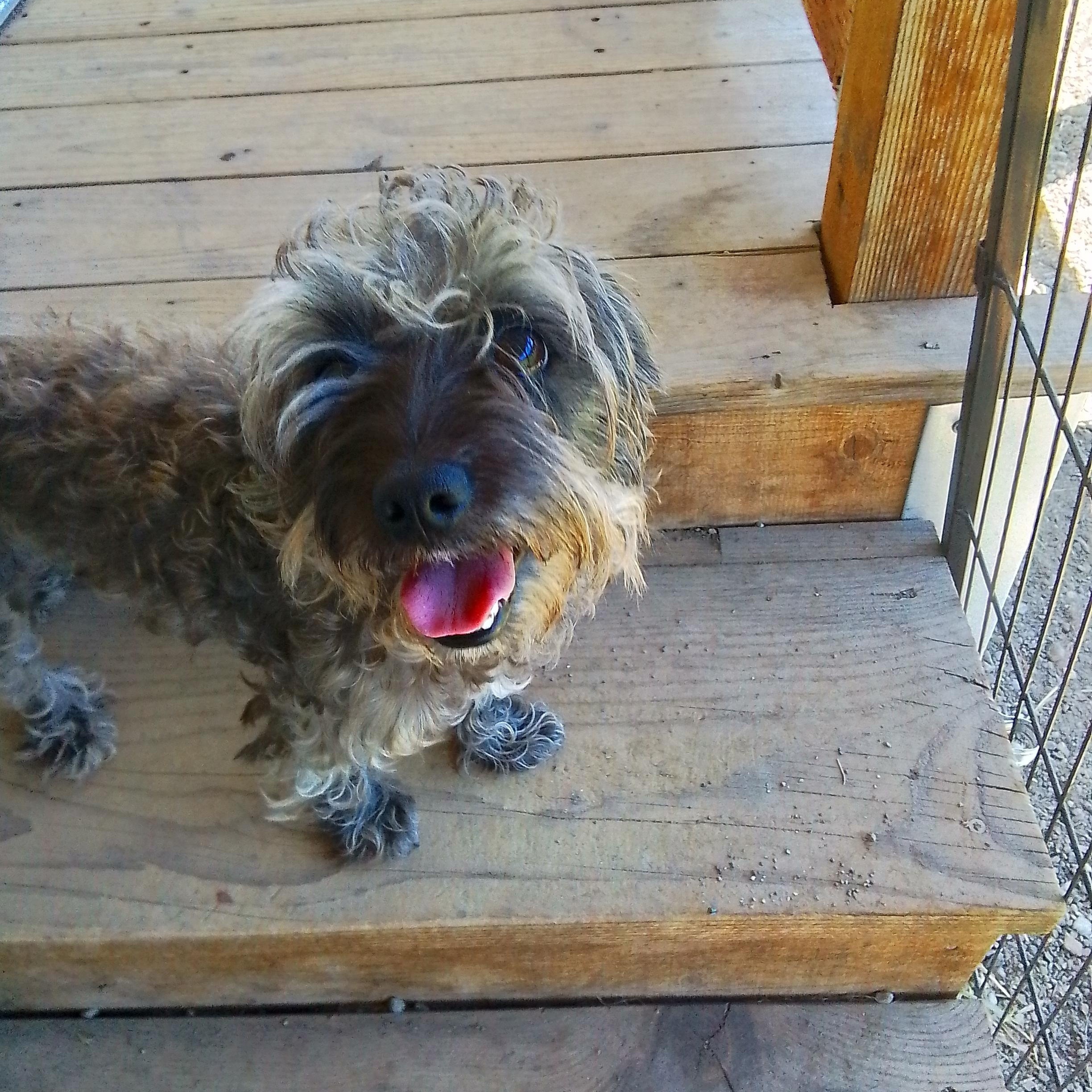Ashley, Adoptable, Young Female Shih Tzu.