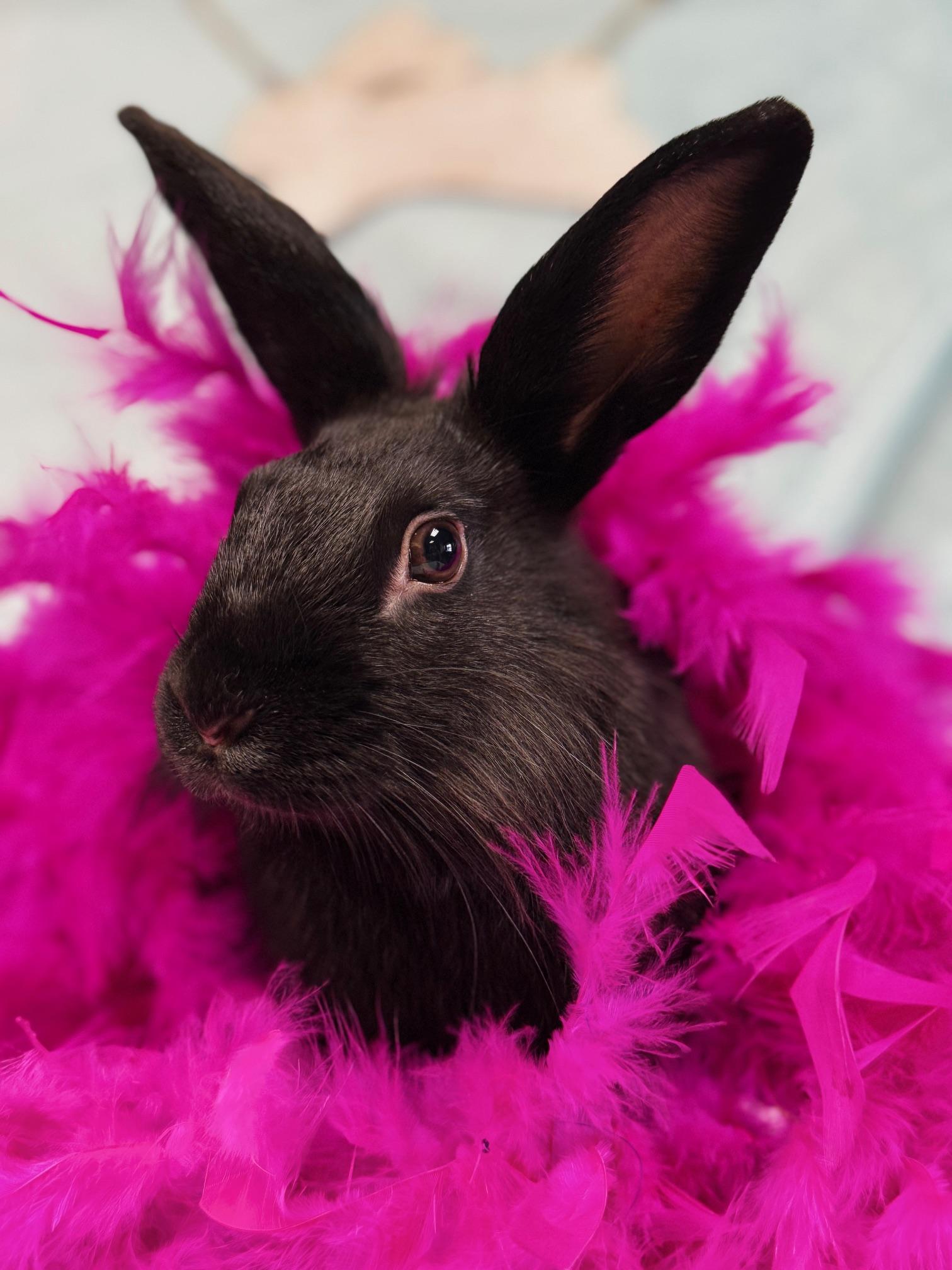 Enlarge Tatum, a Adoptable Lionhead in Westerville, OH image 1/5