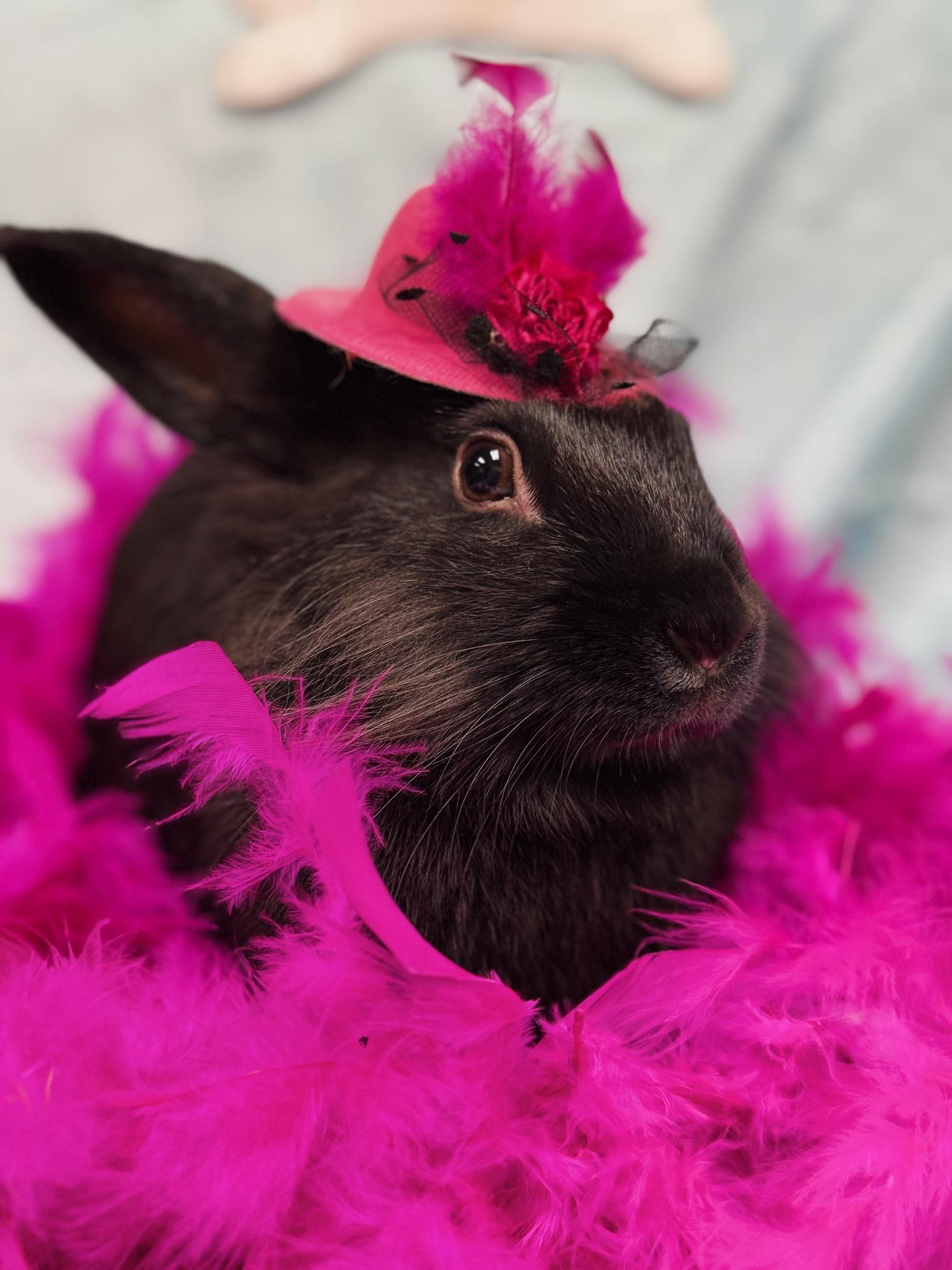 Enlarge Tatum, a Adoptable Lionhead in Westerville, OH image 2/5