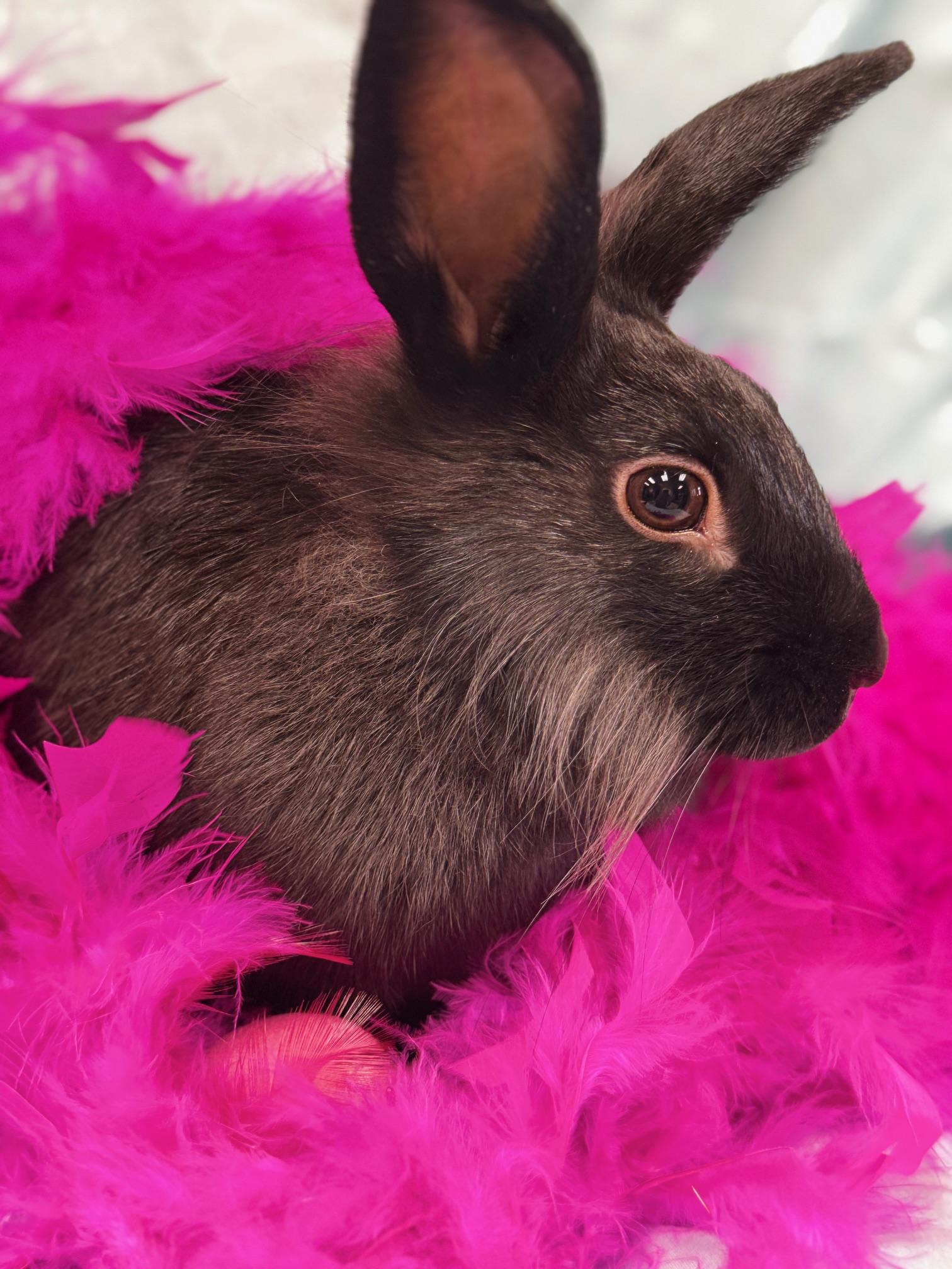 Enlarge Tatum, a Adoptable Lionhead in Westerville, OH image 3/5