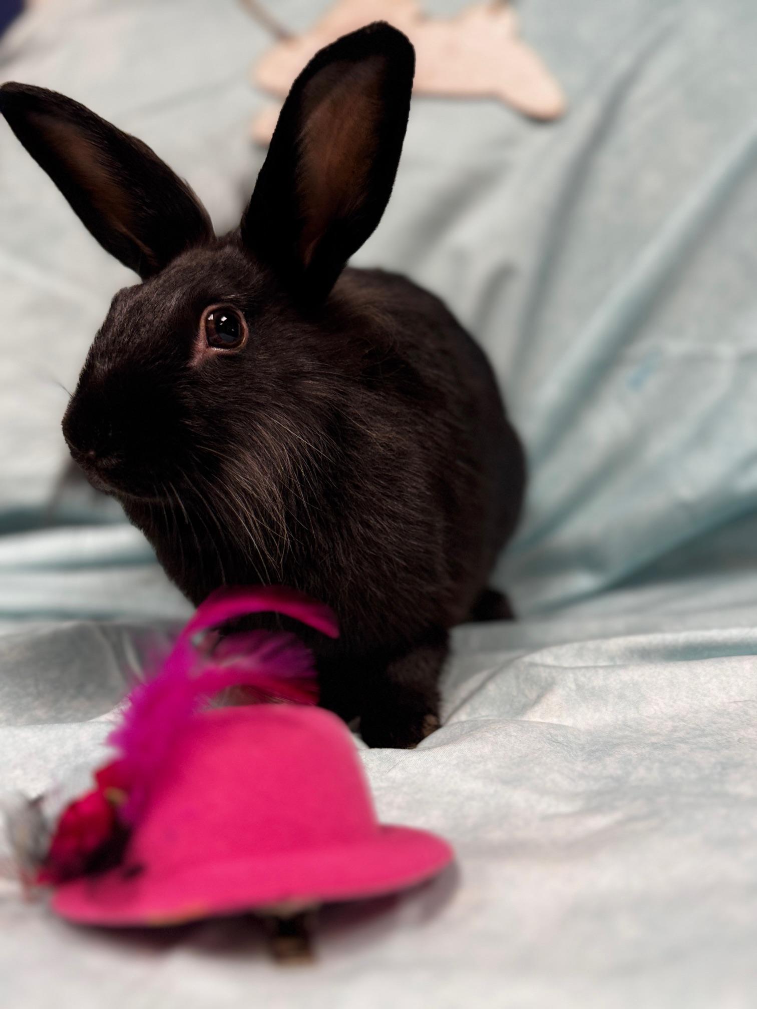 Enlarge Tatum, a Adoptable Lionhead in Westerville, OH image 4/5