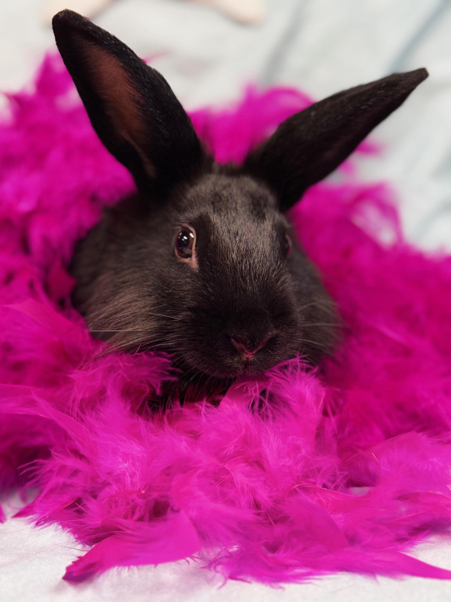 Enlarge Tatum, a Adoptable Lionhead in Westerville, OH image 5/5