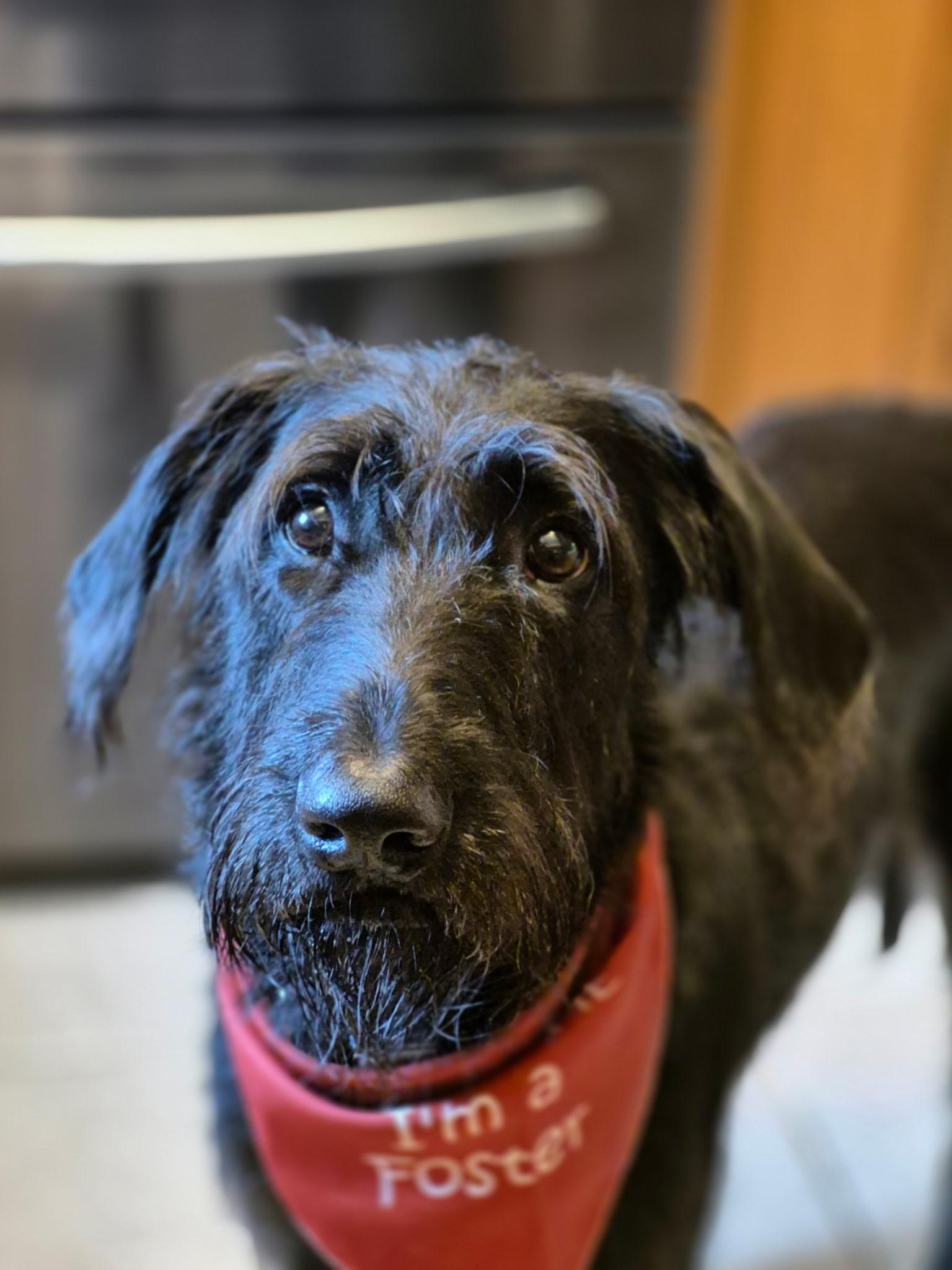 Lilly, a Adoptable mixed breed in tampa, FL image 1/3