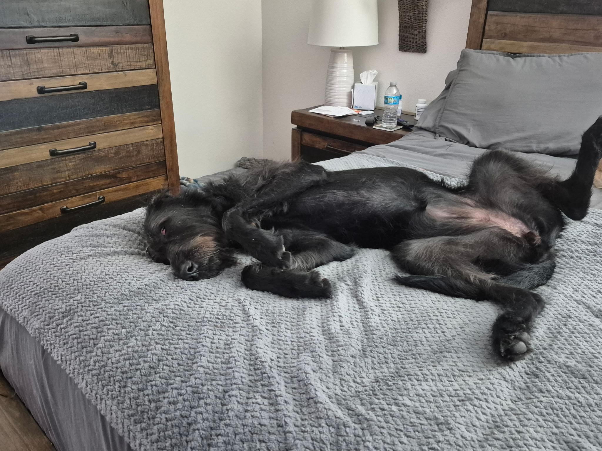 Lilly, a Adoptable mixed breed in tampa, FL image 2/3