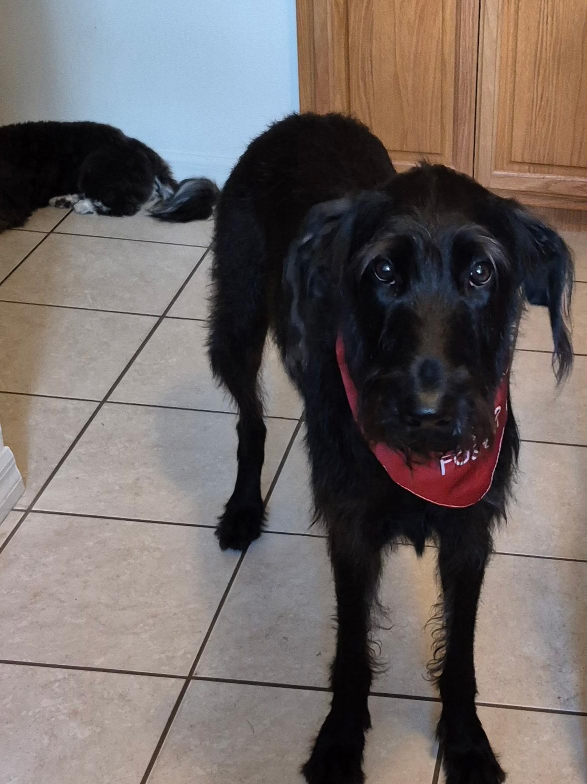 Lilly, a Adoptable mixed breed in tampa, FL image 3/3