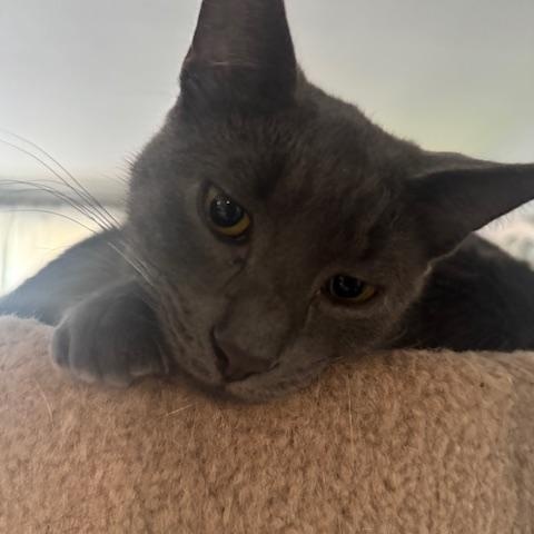 Wade, Adoptable, Young Male Domestic Short Hair.