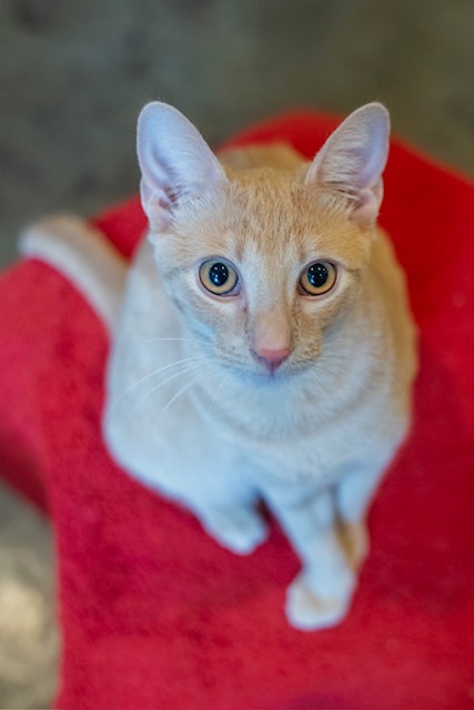 Jelly, a Adoptable Domestic Short Hair in New York, NY image 2/4