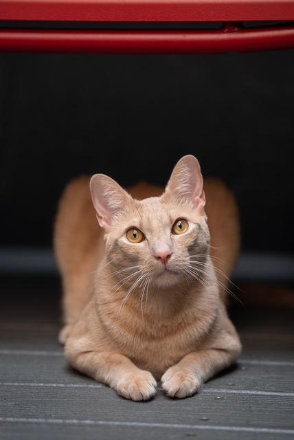 Jelly, a Adoptable Domestic Short Hair in New York, NY image 1/4