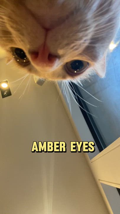 Enlarge Jelly, a Adoptable Domestic Short Hair in New York, NY video 4/4