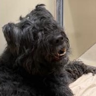 Enlarge Winn Dixie (Zar), a Adoptable Bouvier des Flandres in Hellertown, PA image 2/2