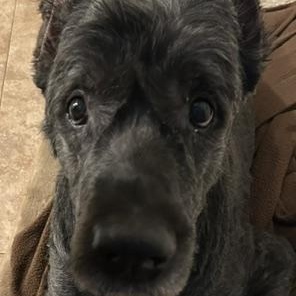 Winn Dixie (Zar), Adoptable, Senior Male Bouvier des Flandres.
