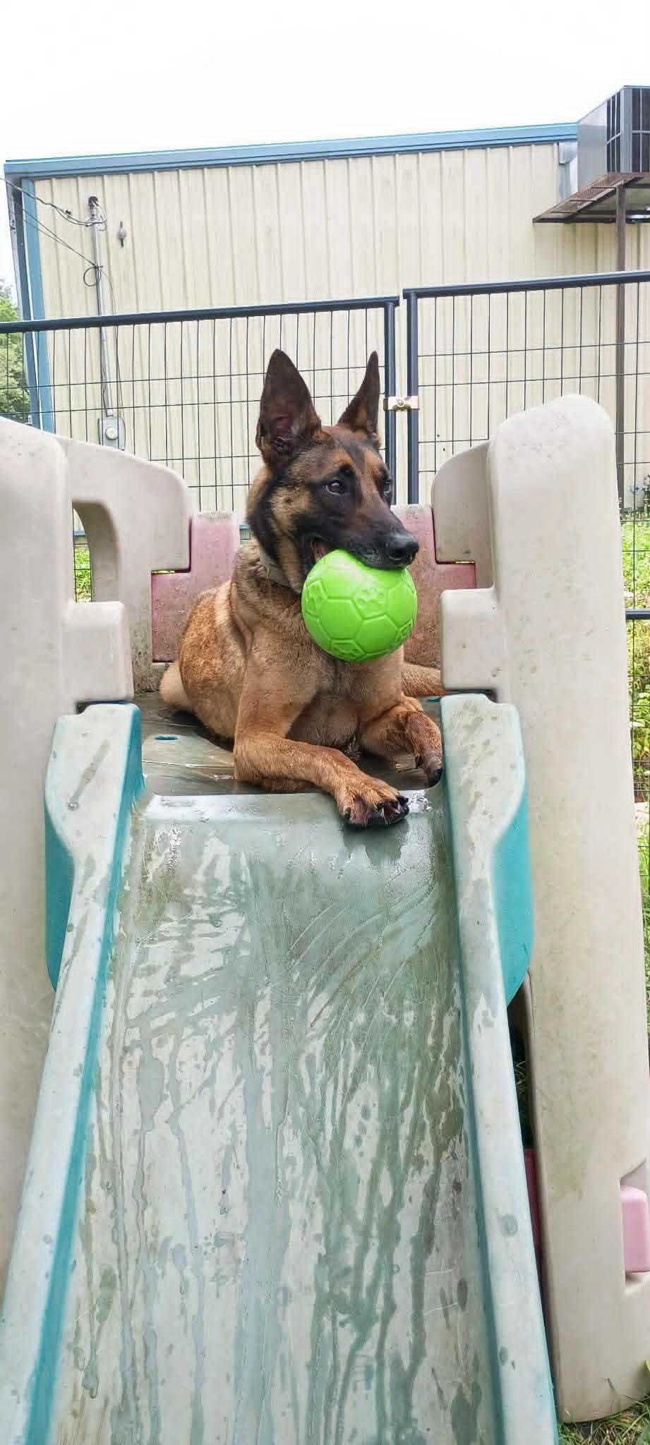 Enlarge Maverick, a ADOPTABLE Belgian Shepherd / Malinois in Sunbright, TN image 2/5