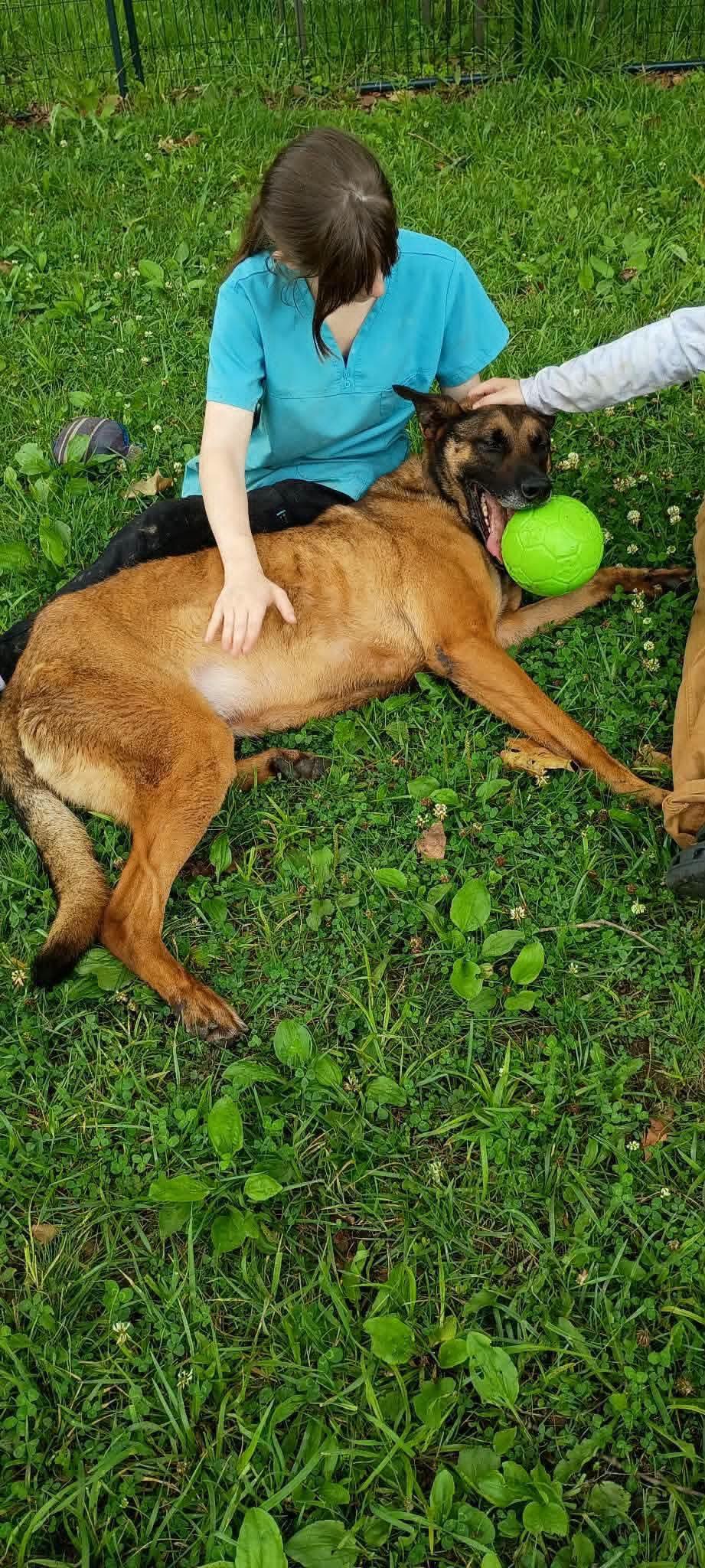 Enlarge Maverick, a ADOPTABLE Belgian Shepherd / Malinois in Sunbright, TN image 3/5