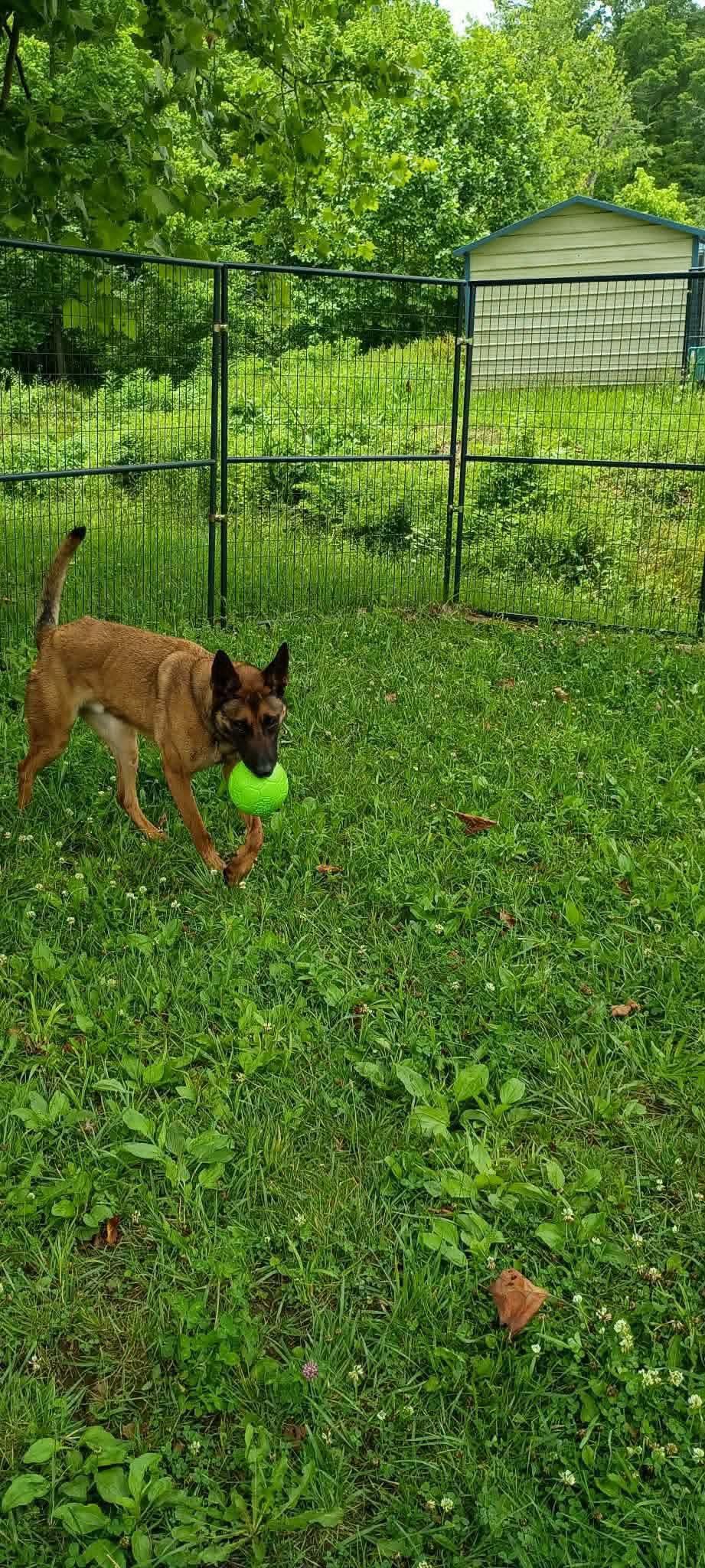 Enlarge Maverick, a ADOPTABLE Belgian Shepherd / Malinois in Sunbright, TN image 4/5