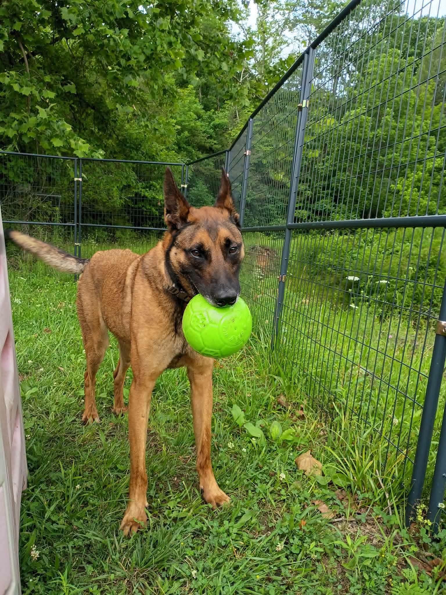 Maverick, ADOPTABLE, Adult Male Belgian Shepherd / Malinois.