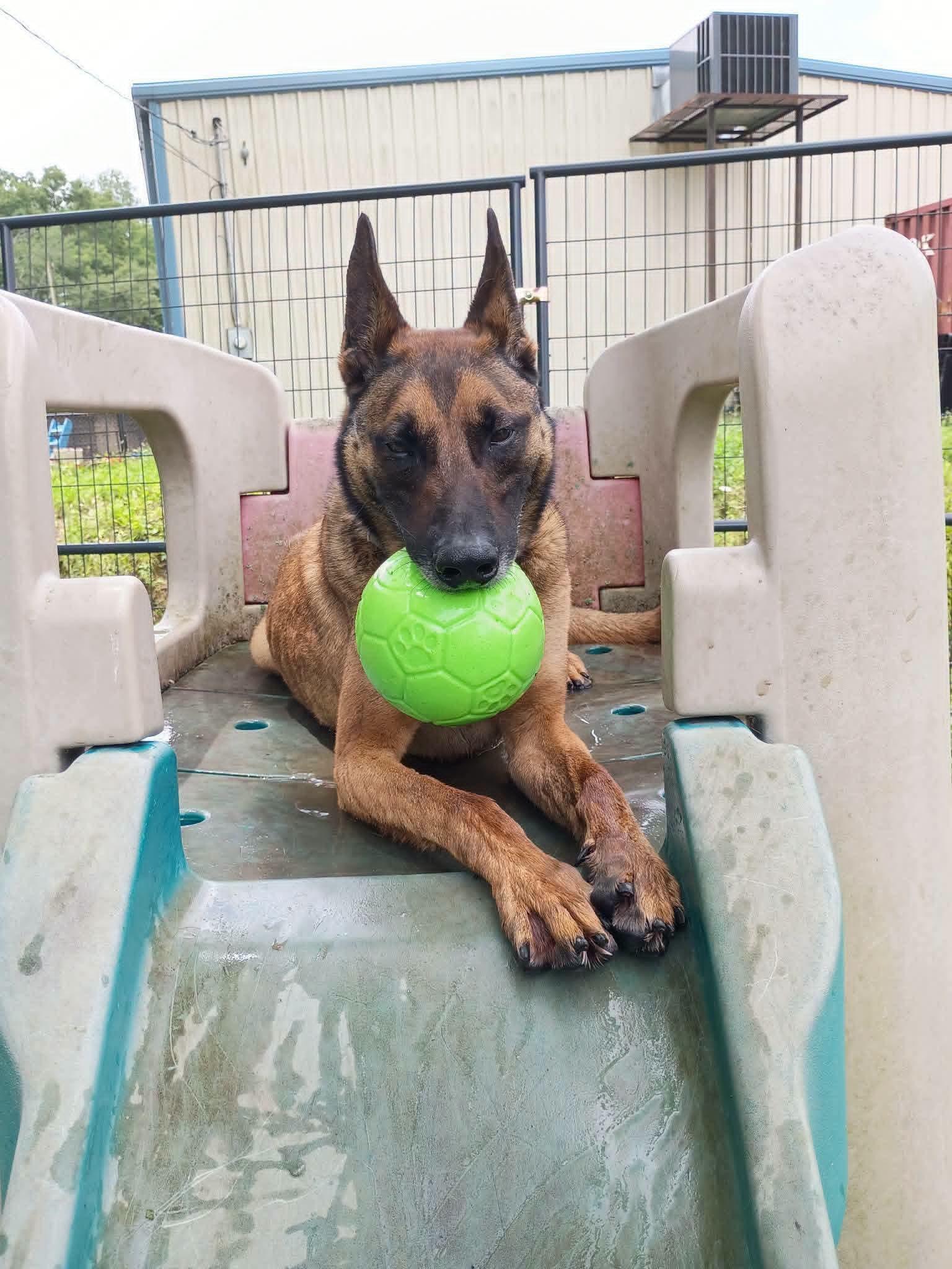 Enlarge Maverick, a ADOPTABLE Belgian Shepherd / Malinois in Sunbright, TN image 5/5