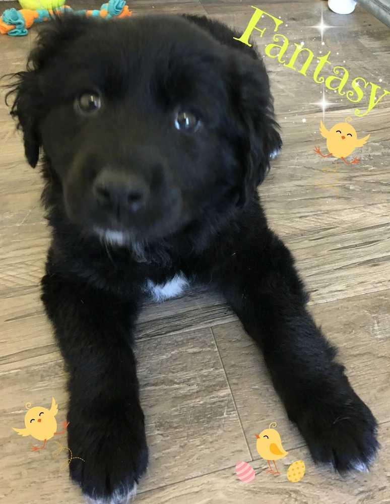 Fantasy, Adopted, Puppy Female Australian Shepherd.